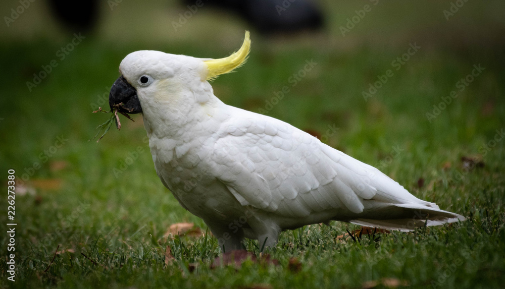 Sulphur-crested cockatoo seen in Sydney Australia at the Royal Botanic Garden Sulphur-crested cockatoo seen in Sydney Australia at the Royal Botanic Garden