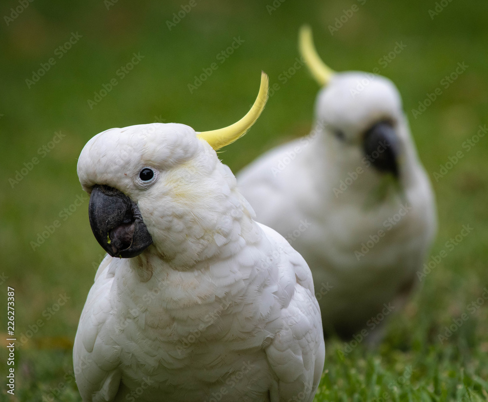 Sulphur-crested cockatoo seen in Sydney Australia at the Royal Botanic Garden Sulphur-crested cockatoo seen in Sydney Australia at the Royal Botanic Garden