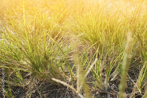 Fototapeta Naklejka Na Ścianę i Meble -  Dry grass in nature garden