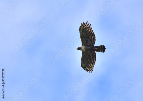 空の王者クマタカ