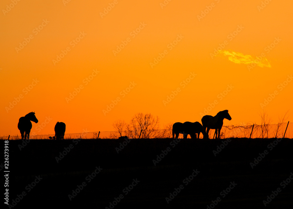 Silhouette of Horses at Sunset