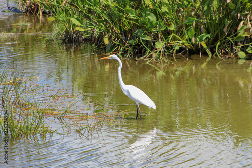great white egret in swamp