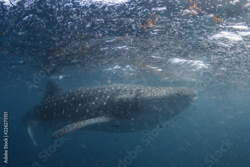 Whaleshark & Krill Ball