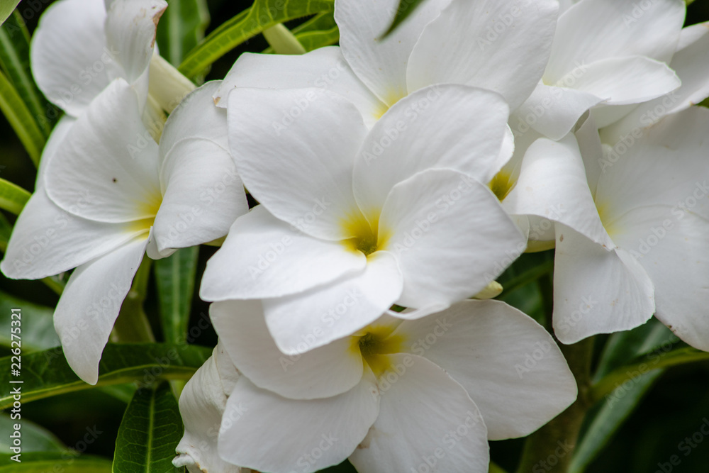 Fototapeta premium White plumeria