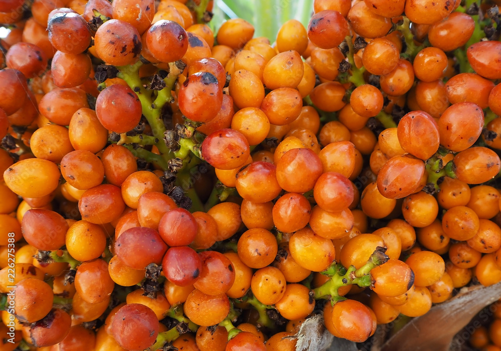 ripe orange berries (fruits) palm trees, close-up texture