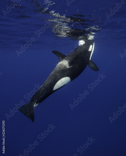 Killer whales swimming in the blue Pacific Ocean offshore from the North Island, New Zealand.
