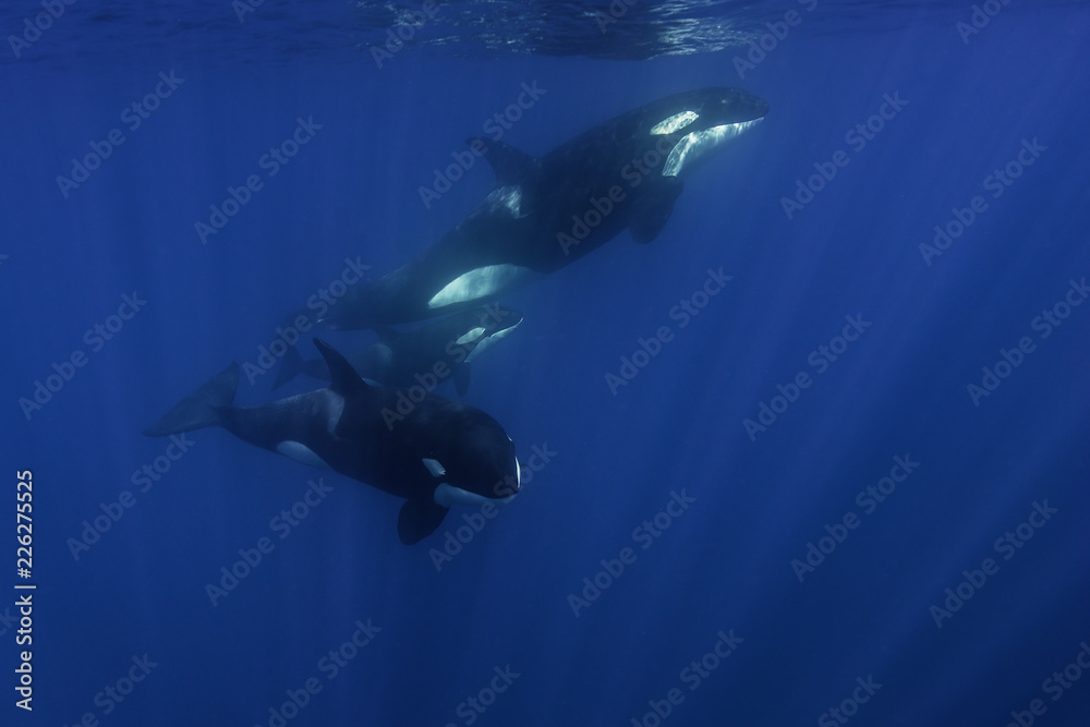 Fototapeta premium Killer whales swimming in the blue Pacific Ocean offshore from the North Island, New Zealand.