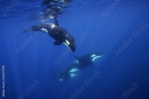 Killer whales swimming in the blue Pacific Ocean offshore from the North Island, New Zealand.