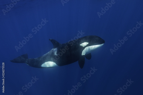 Killer whales swimming in the blue Pacific Ocean offshore from the North Island  New Zealand.