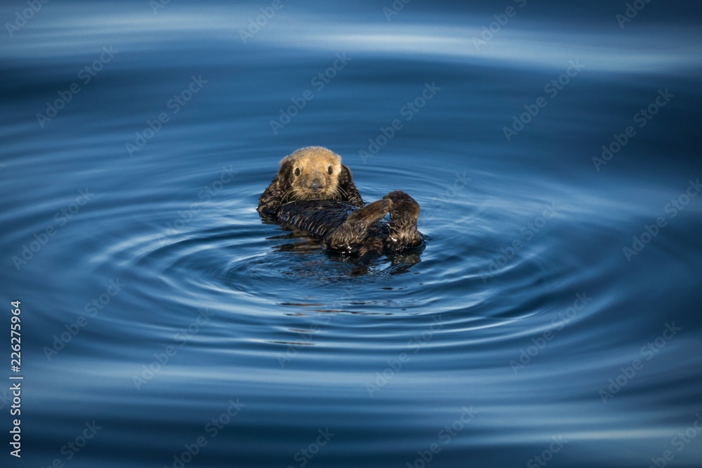 California Sea Otter California Sea Otter