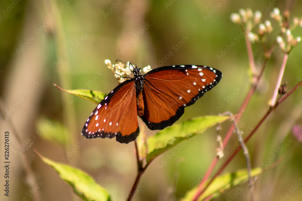 Naklejka premium butterfly on flower