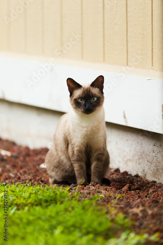 Clemmons Cats