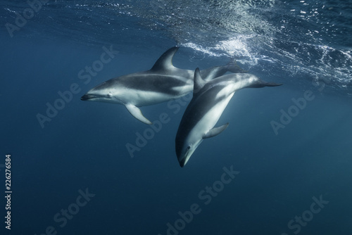 Dusky dolphins, Nuevo Gulf, Valdes Peninsula, Argentina.