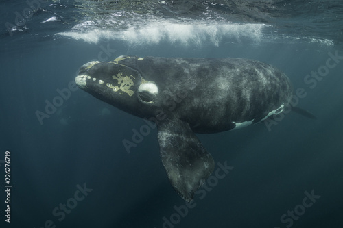 Southern right whale and her calf,  Nuevo Gulf,  Valdes Peninsula, Argentina. © wildestanimal