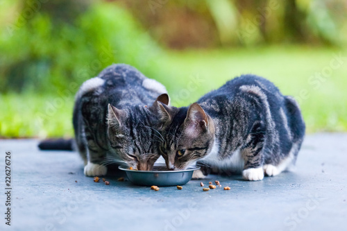 Clemmons Cats