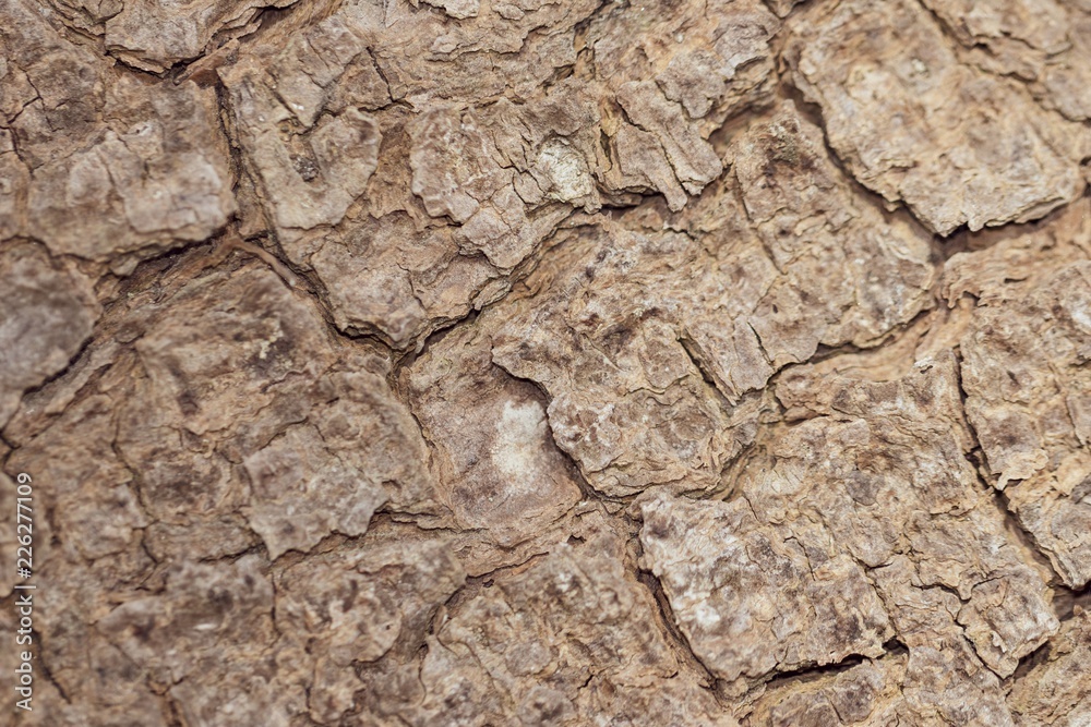 Tree bark close up texture background Tree bark close up texture background