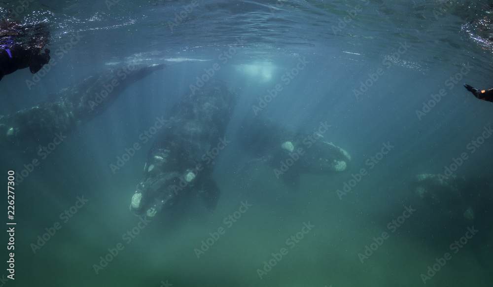 Pod of four southern right whales,  Nuevo Gulf,  Valdes Peninsula, Argentina.