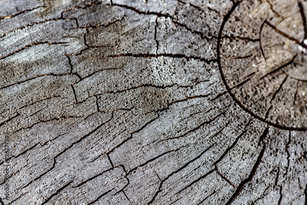 Close Up of the Face of an Aging Log Cut With a Chainsaw