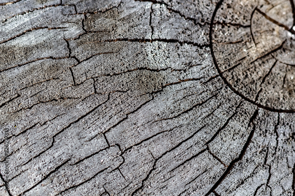 Close Up of the Face of an Aging Log Cut With a Chainsaw
