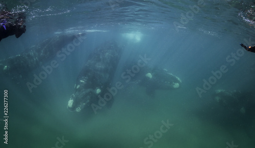 Pod of four southern right whales, Nuevo Gulf, Valdes Peninsula, Argentina.