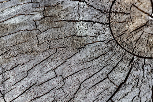 Close Up of the Face of an Aging Log Cut With a Chainsaw