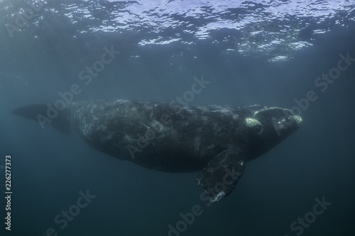 Fototapeta Naklejka Na Ścianę i Meble -  Southern right whale,  Nuevo Gulf,  Valdes Peninsula, Argentina.