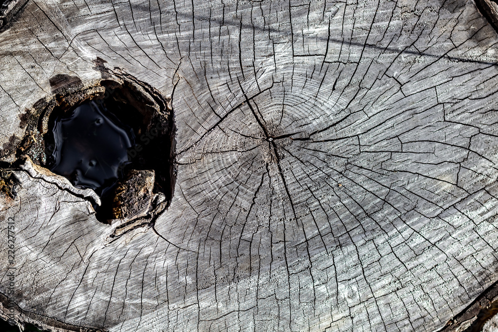 Close Up of the Face of an Aging Log Cut With a Chainsaw