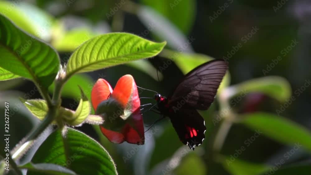 Slow motion shot of a Cattle Heart Butterfly (Parides sp.) drinking nectar from a hot-lips plant in the rainforest understory, Ecuador Slow motion shot of a Cattle Heart Butterfly (Parides sp.) drinking nectar from a hot-lips plant in the rainforest understory, Ecuador