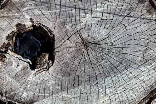 Obraz na płótnie Close Up of the Face of an Aging Log Cut With a Chainsaw w salonie