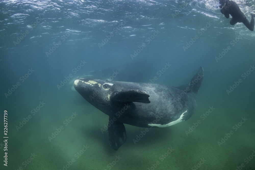 Obraz premium Southern right whale and her calf, Nuevo Gulf, Valdes Peninsula, Argentina. 