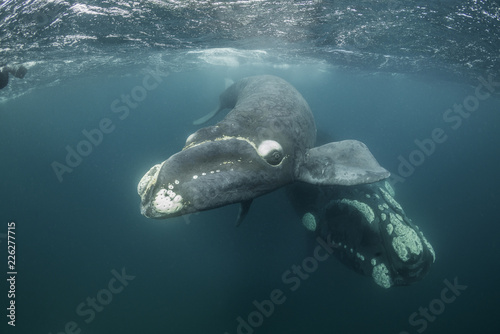 Southern right whale and her calf, Nuevo Gulf, Valdes Peninsula, Argentina.