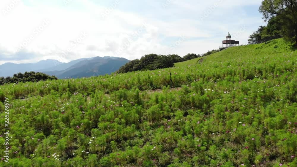 愛媛県, 四国中央市, 翠波高原のコスモス畑