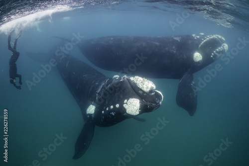 Two adult southern right whales,  Nuevo Gulf,  Valdes Peninsula, Argentina. © wildestanimal