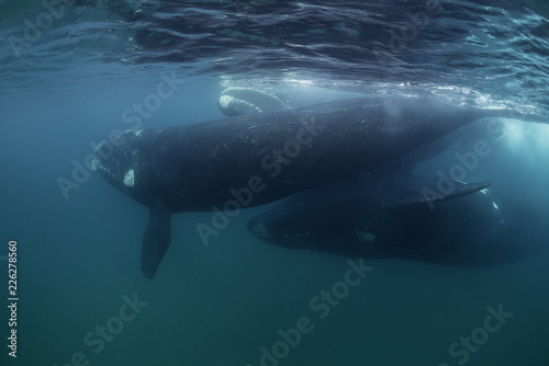 Southern right whales mating, Nuevo Gulf, Valdes Peninsula, Argentina.