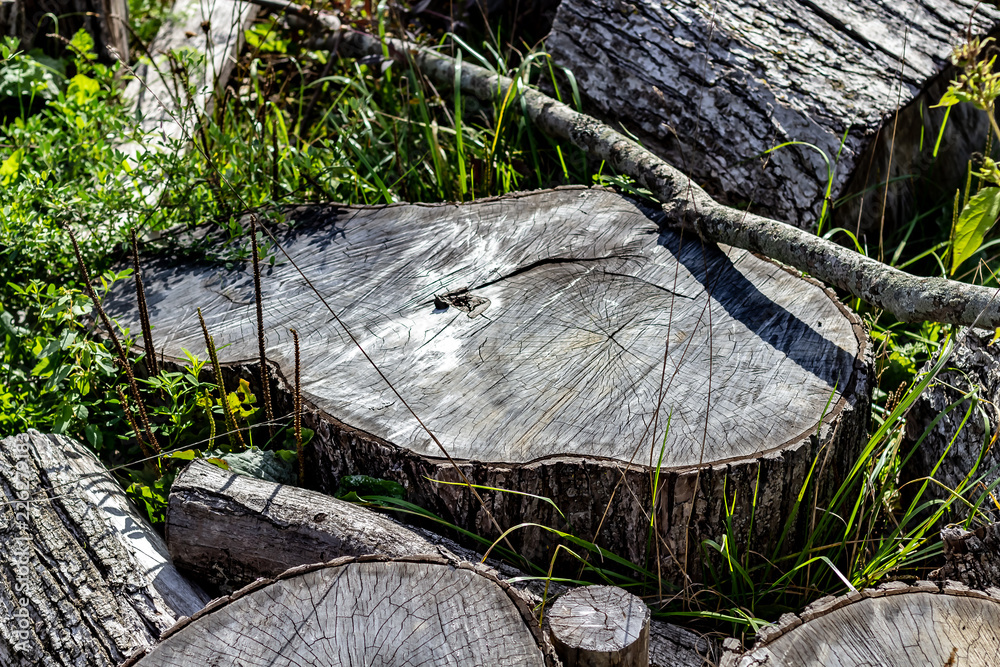 Close Up of the Face of an Aging Log Cut With a Chainsaw