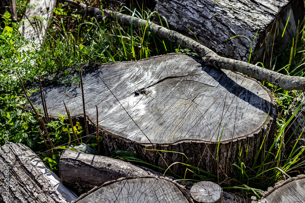 Close Up of the Face of an Aging Log Cut With a Chainsaw
