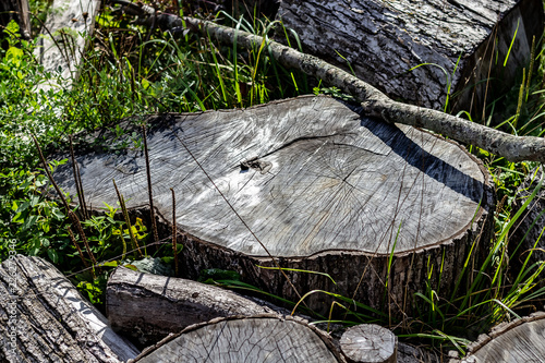 Obraz na płótnie Close Up of the Face of an Aging Log Cut With a Chainsaw w salonie