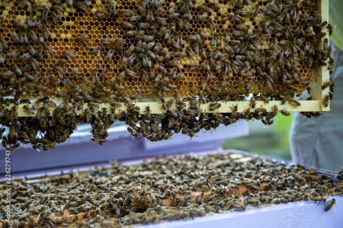 Bees in the Hive 