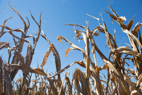 Dry Corn Field