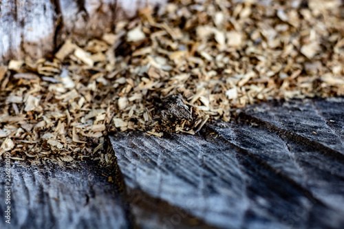 Obraz na płótnie Close Up of an Old Tree Stump With Sawdust From Being Cut. w salonie