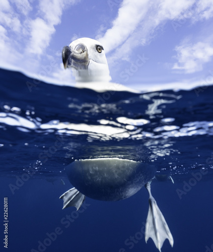 Black browed albatross, Pacific Ocean, North Island, New Zealand. photo