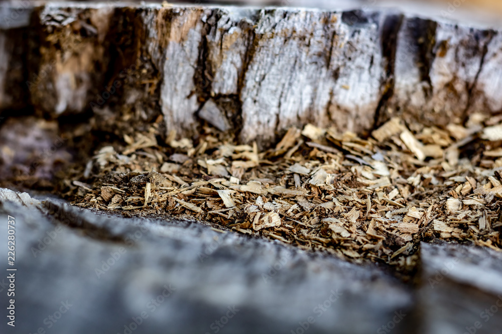 Close Up of an Old Tree Stump With Sawdust From Being Cut.