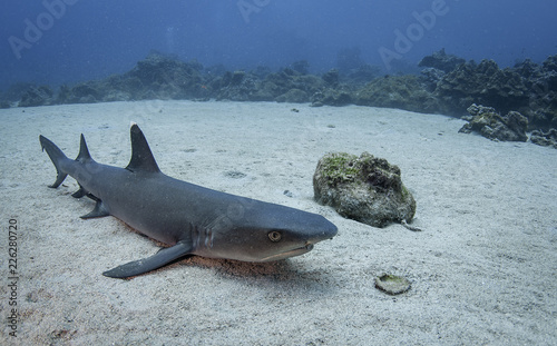 Photography White tip reef shark resting on the ocean floor, Cocos Island, Costa Rica