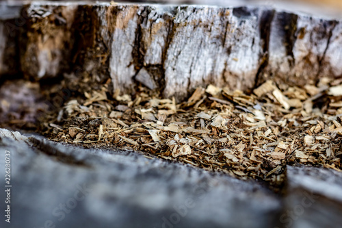 Obraz na płótnie Close Up of an Old Tree Stump With Sawdust From Being Cut. w salonie