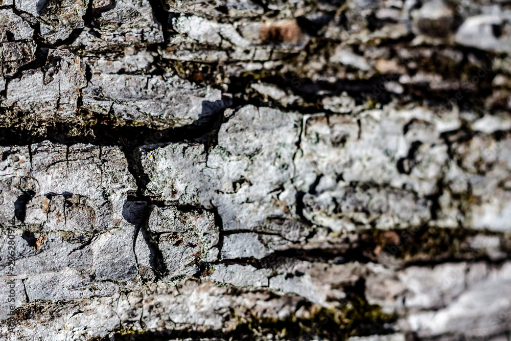 Close Up of Tree Bark on an Aging Log