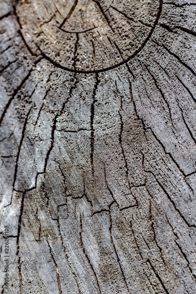 Close Up of the Face of an Aging Log Cut With a Chainsaw