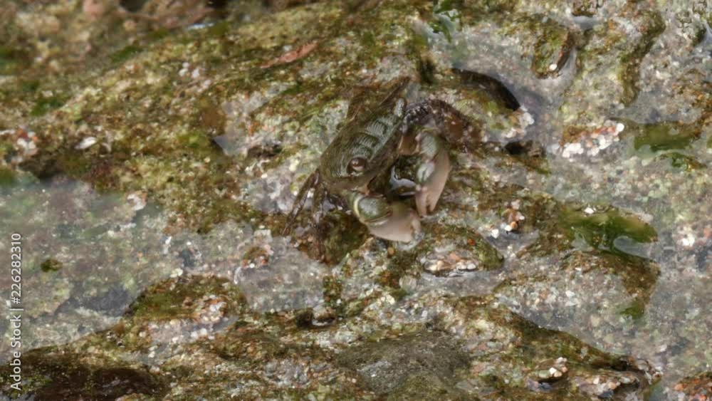 Rock crab (Hemigrapsus sp.) feeding on algae exposed at low tide on the Pacific coast of Ecuador Rock crab (Hemigrapsus sp.) feeding on algae exposed at low tide on the Pacific coast of Ecuador
