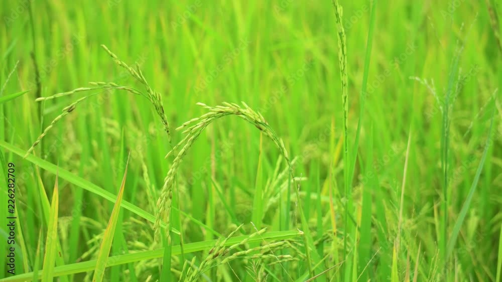 Selective focus of fresh rice in rice field with wind flow nature view background. Selective focus of fresh rice in rice field with wind flow nature view background.