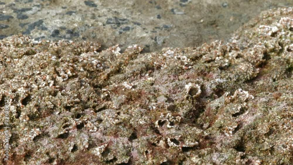 Rock crab (Hemigrapsus sp.) feeding on algae exposed at low tide on the Pacific coast of Ecuador Rock crab (Hemigrapsus sp.) feeding on algae exposed at low tide on the Pacific coast of Ecuador