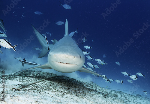 Bull shark close up during a shark feeding dive in Playa del Carmen, Mexico. photo